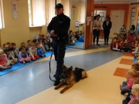 Przewodnik Psa Służbowego z Owczarkiem niemieckim podczas tresury, na sali przedszkolnej. Pies leży przy nodze Policjanta.